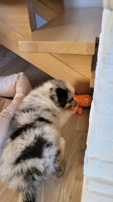 Border Collie Blue-Merle Suczka Piesek