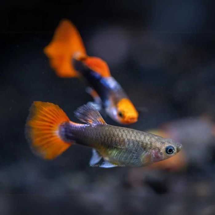 Gupik koi tuxedo (Poecilia reticulata) WYSYŁKA AKWAWIN