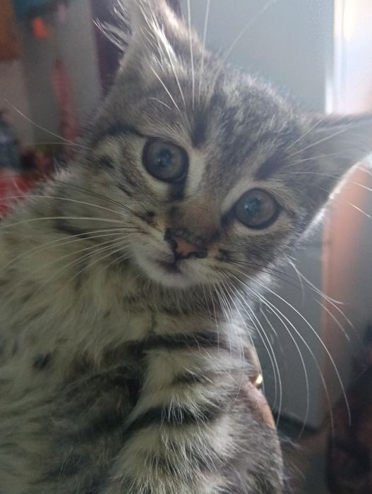 Gatinho lindo e fofo