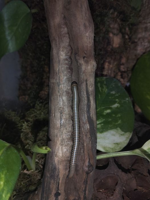 Milípedes ( Benoitolus sp. Khao Sok )