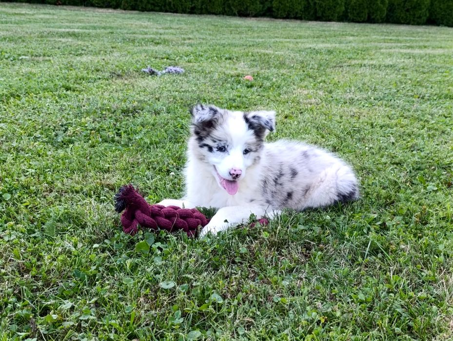 Suczka po Championie ZKwP border collie szczenię merle
