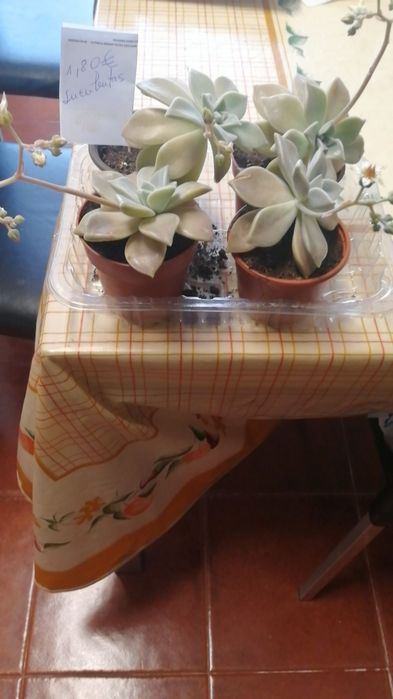 Suculentas, desde 1,20€.