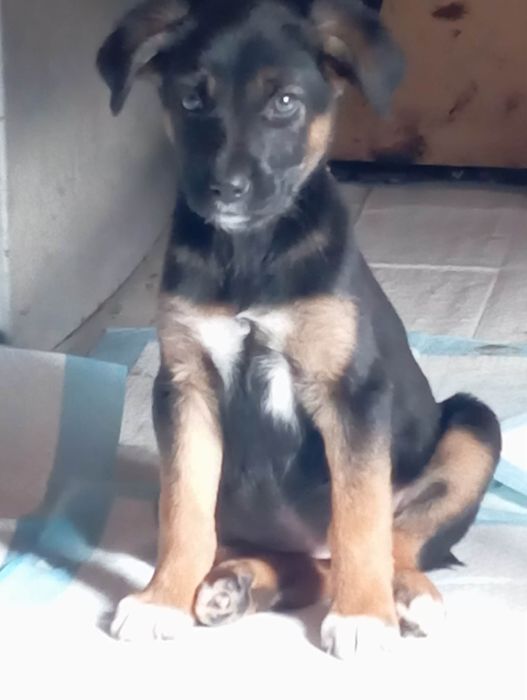 Pokochaj Misty daj dom