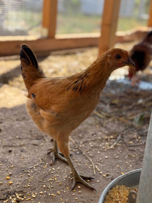 diverso coqs para venda