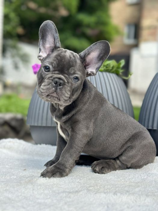 Щенки францазского бульдога