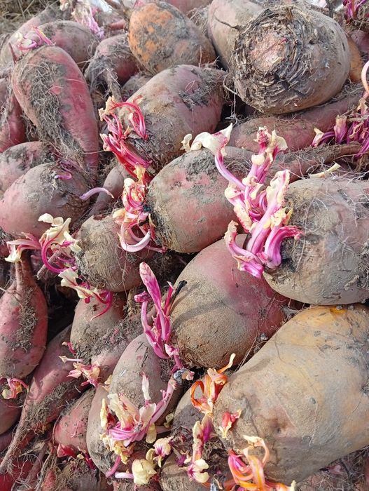 Продам кормовий буряк