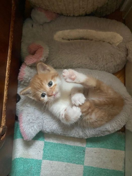 Віддамо кошенят хлопчиків в добрі руки