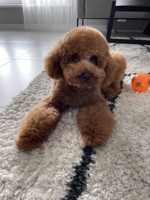 В‘язка мальтипу, той пудель