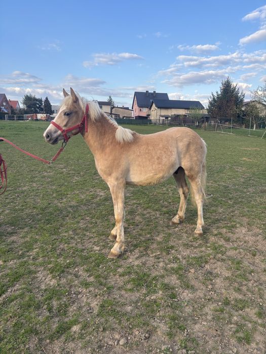 Roczny ogierek haflinger