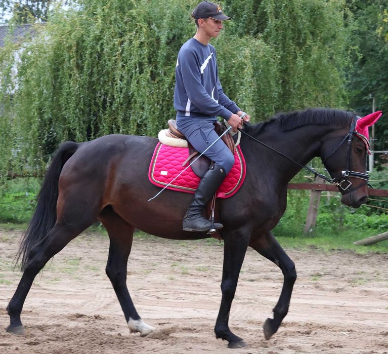 Klacz Zangersheide, źrebna synem Chacco Blue