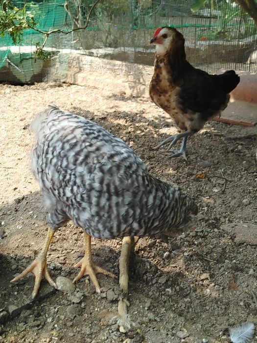 Galo ovos azuis