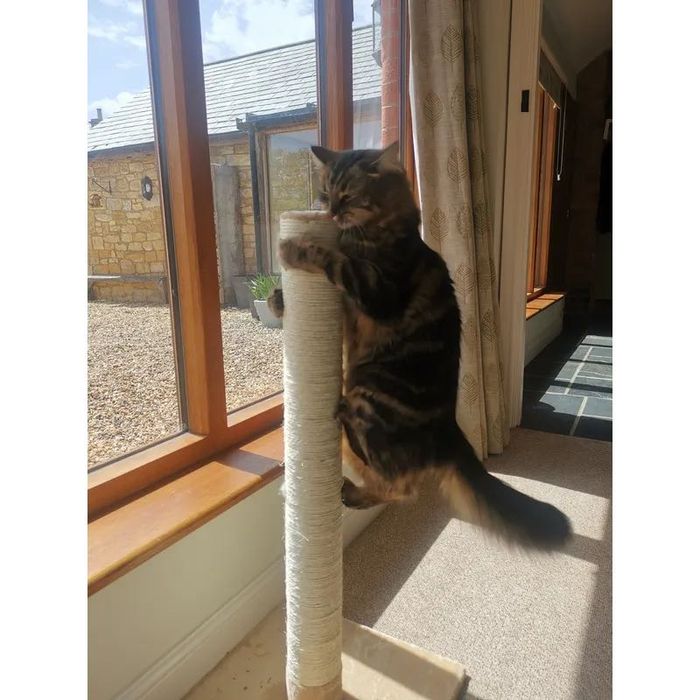 Słupek do drapania| NOWY | różne kolory