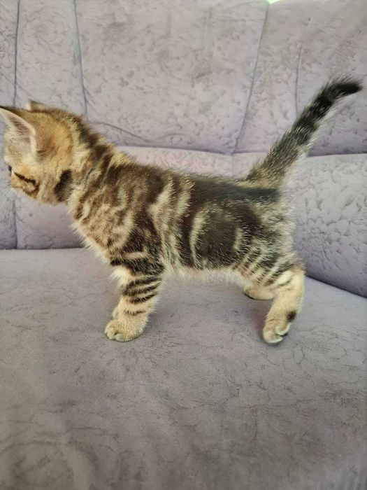 Чарівні кошенята Скоттіш Страйт