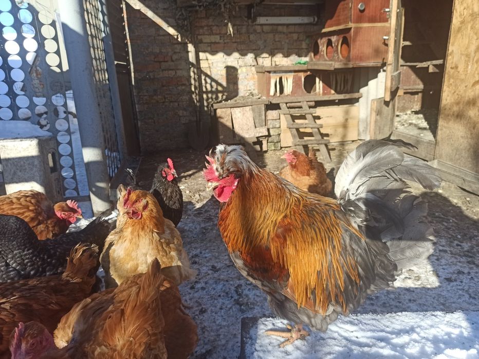 Куры мясо - яичной породы.