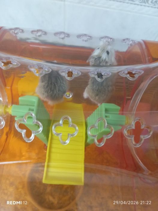 Hamsters para adoção