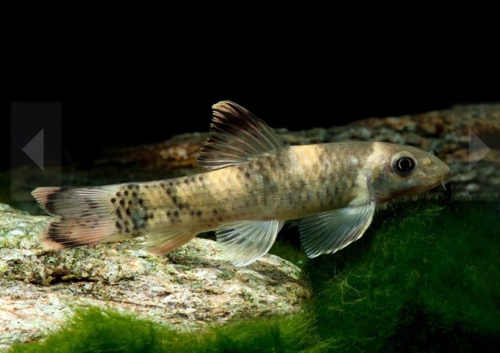 Garra flavatra/ garra panda