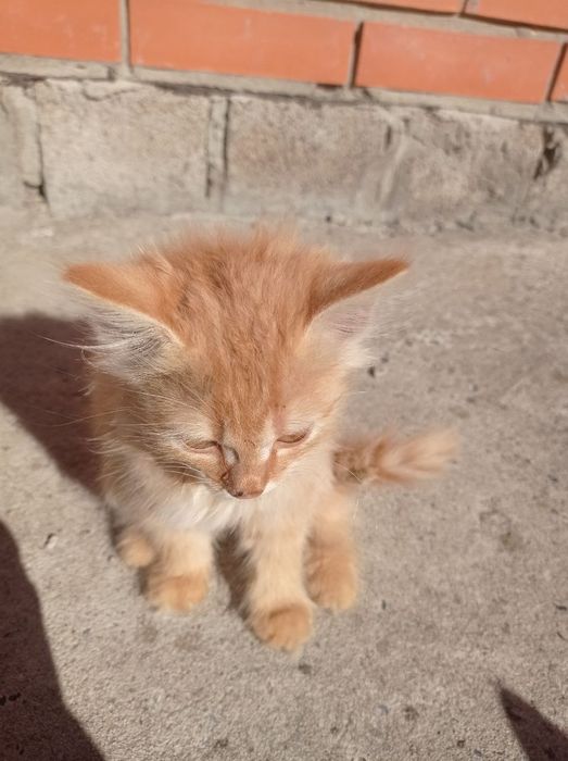 Котята ищут семью