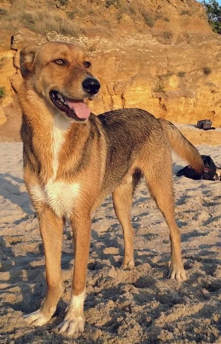 В добрые руки молодой крупный красавчик пёс