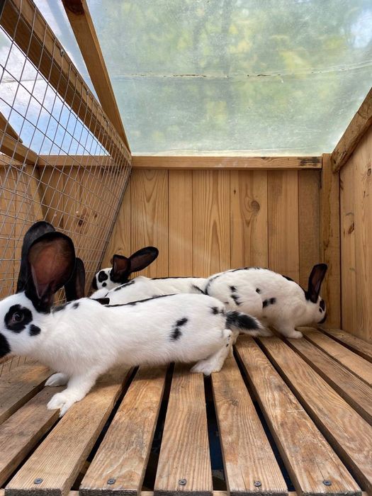 Кролики НСВ, полтавська срібна  на плем'я