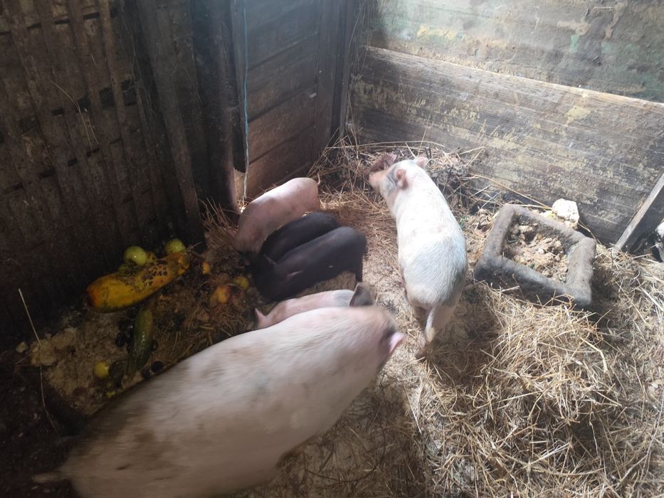 Porcos de vários tamanhos raça bisara