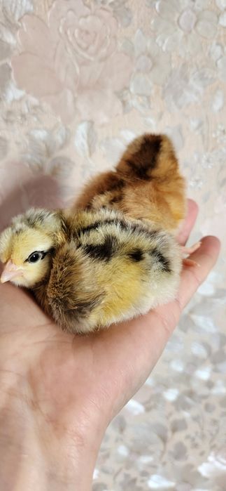 Добові курчата МАСТЕР ГРЕЙ