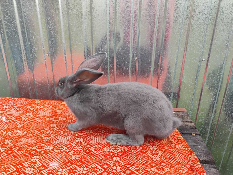 Sprzedam samiczkę  srokacza niemieckiego