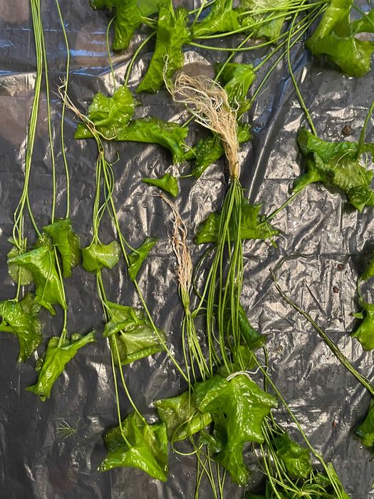 Rośliny akwariowe - lotos zielony