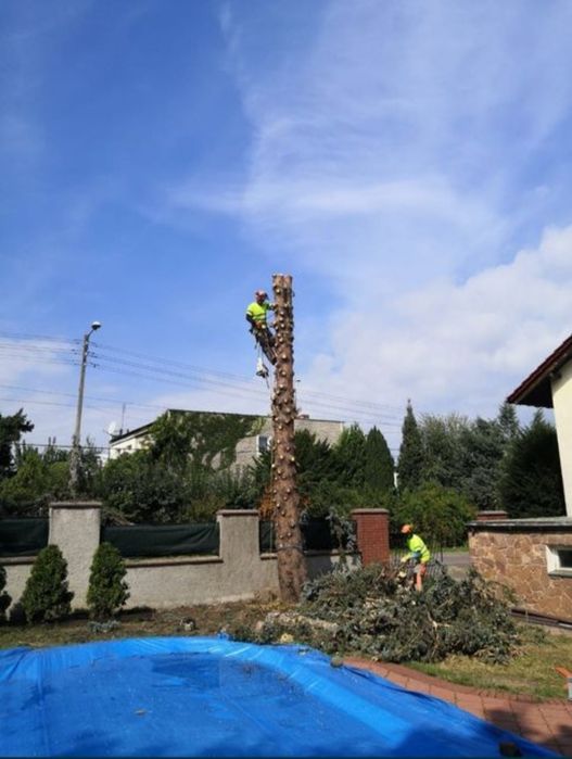 Drwal wysokościowy Pilarz Alpinista Wycinka drzew Podnośnik  27 metrów