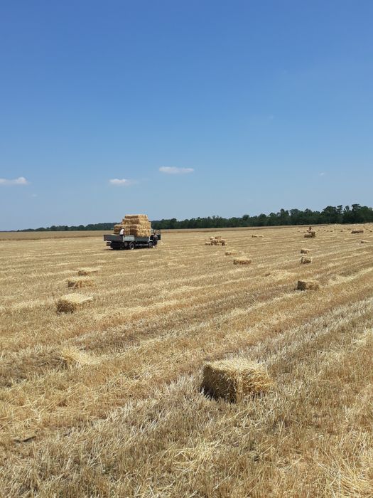 Солома пшенична, ячна