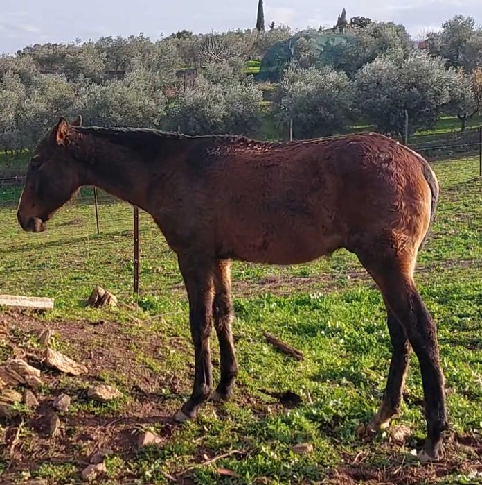 Poldro Lusitano para venda