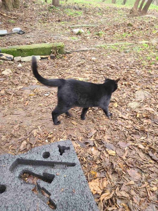 Котик, 7 міс. Кошеня