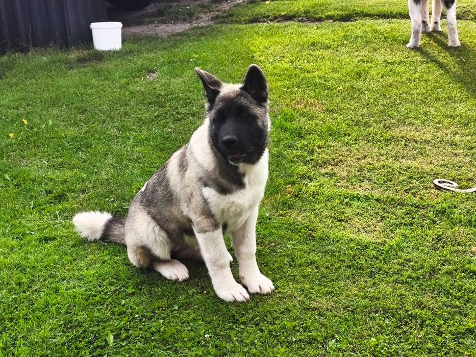 Akita Amerykańska szczeniak
