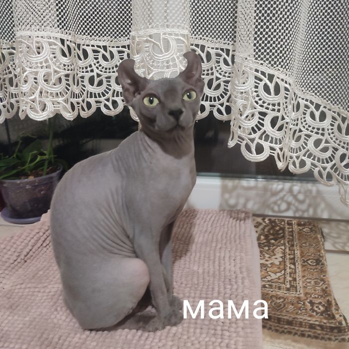 Эльф разноглазый мальчик