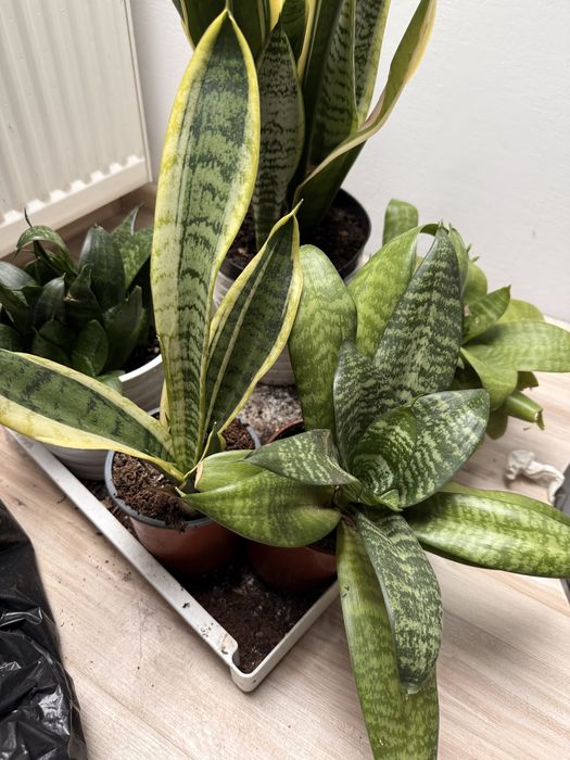 Kwiaty domowe Difenbachia, reo meksykańska, Sansewieria, Maranta