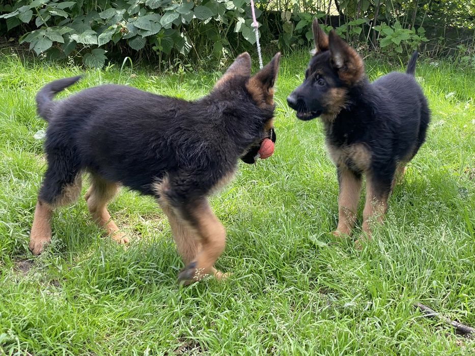 Шикарні малюки, вівчарочки