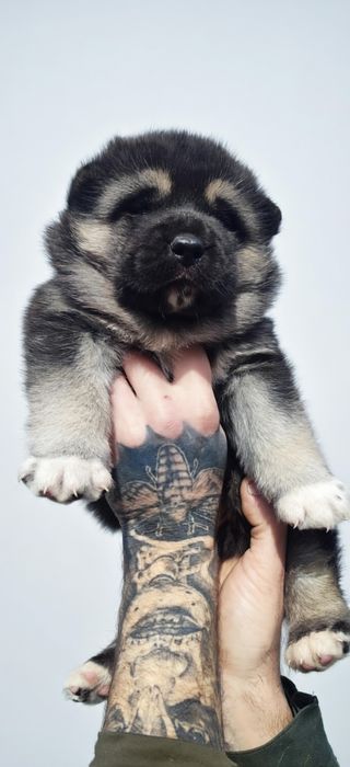 Американська акіта - дівчинка