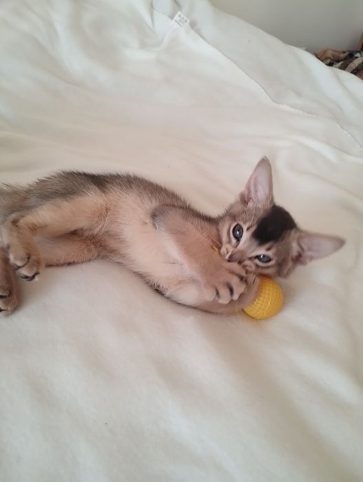 Абісинський хлопчик з документами