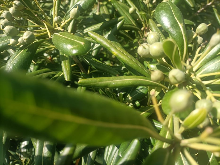 Árvore de jardim Pittosporum Tobira