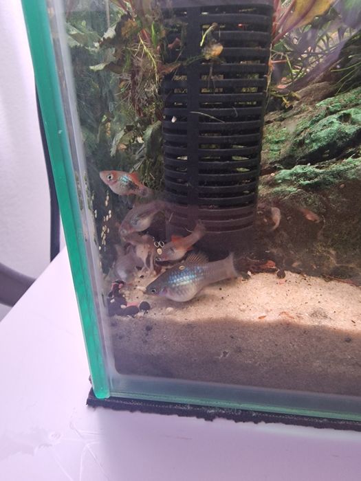 Platys juvenis e alvinos