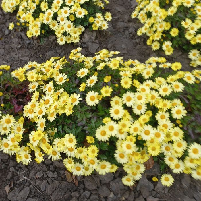 Хризантеми  мультифлора.