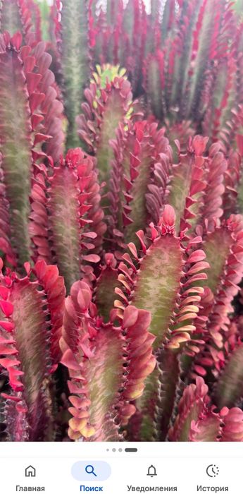 Продам эуфорбию Euphorbia Trigona Rubra
