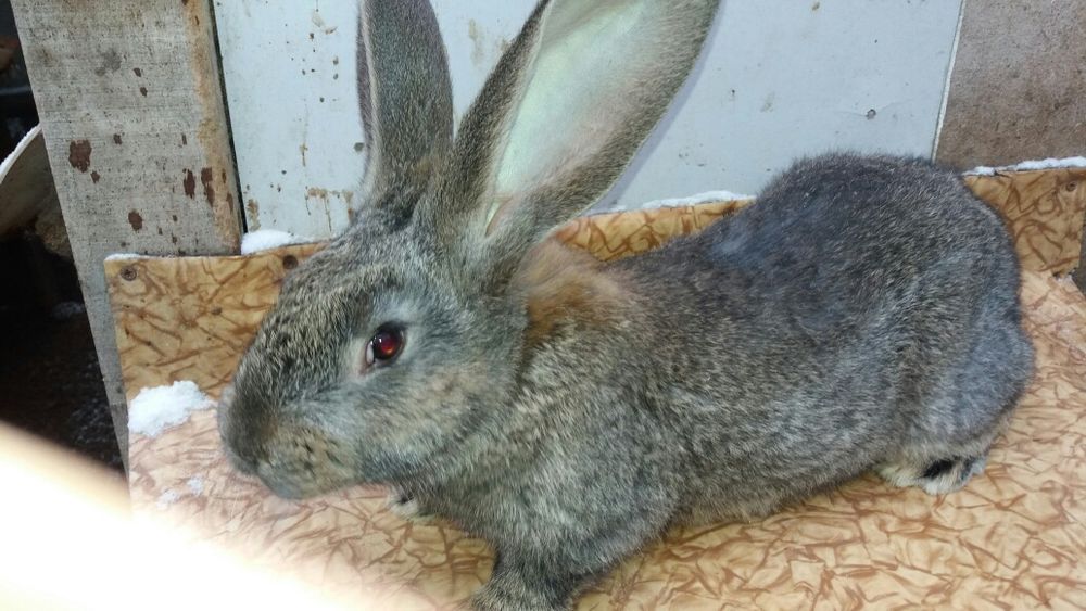 Кролики на племя. Серебро,Фландр.,,и другие породы.