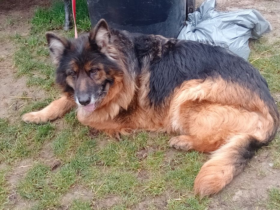 Oddam za darmo sukę