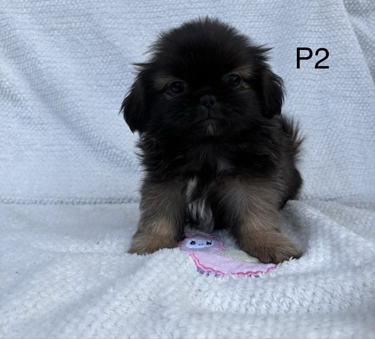 Pekińczyk suczka