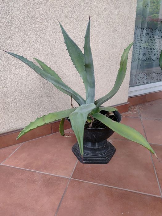 Agawa w donicy  40 cm