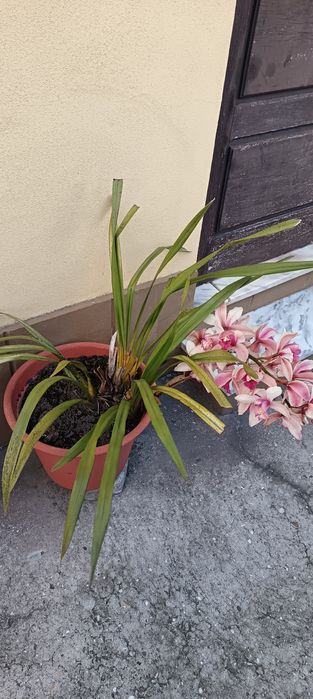 Vários vasos de orquídeas de 40cm de diâmetro