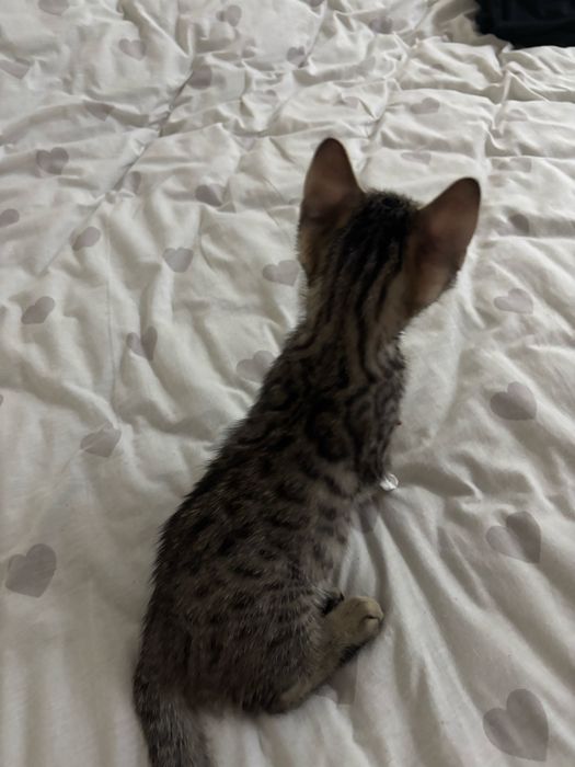 бенгальский котенок