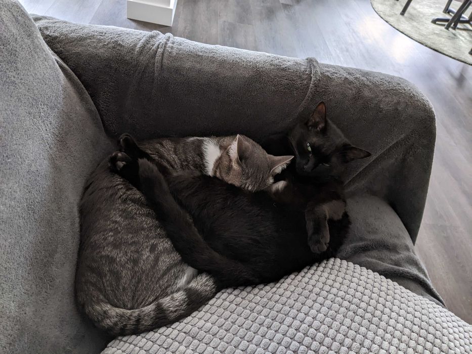 Inseparable 6-year-old pair looking for a loving home with a garden