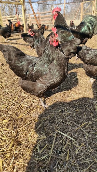 Jaja lęgowe australorp czarny, silka satynowa, czubatka miniaturowa