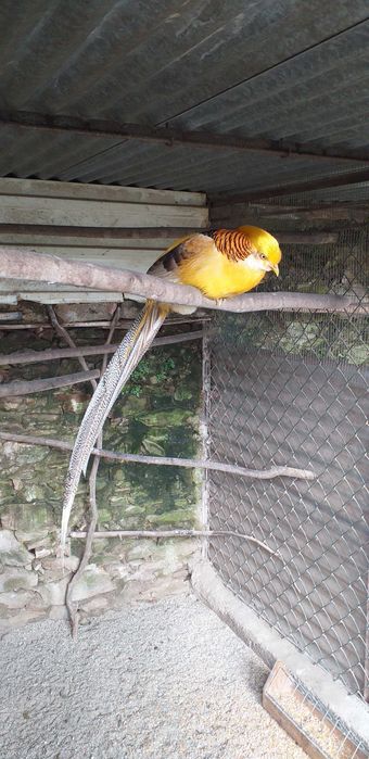 Faisões Gigi de 2025